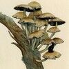 mushroomlog